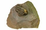 Reedops Trilobite - Lghaft , Morocco #164637-1